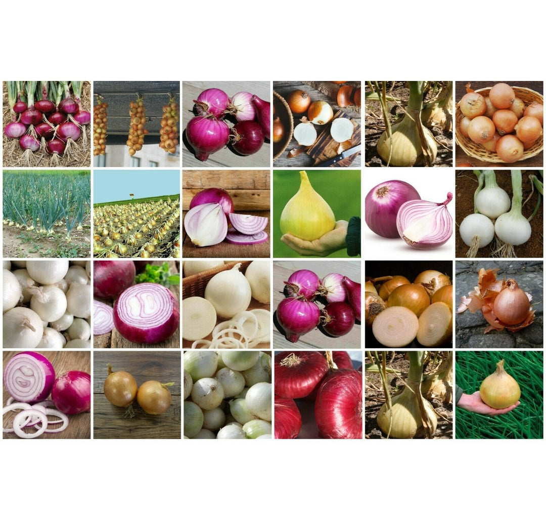 Onion Seeds Heirloom Bulk Pack 100+ Seeds Winter Vegetable (All Onion Types)